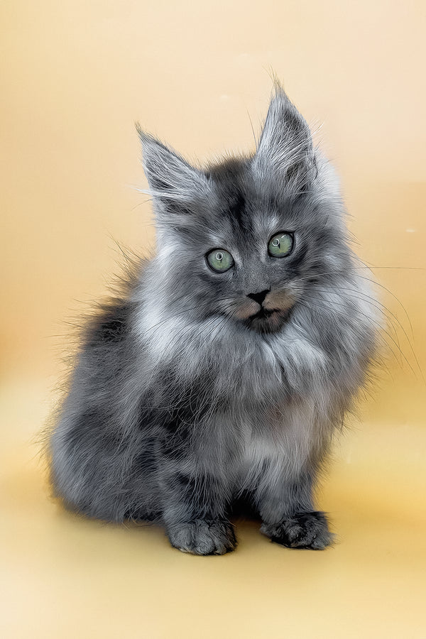 Cameron | Maine Coon Kitten