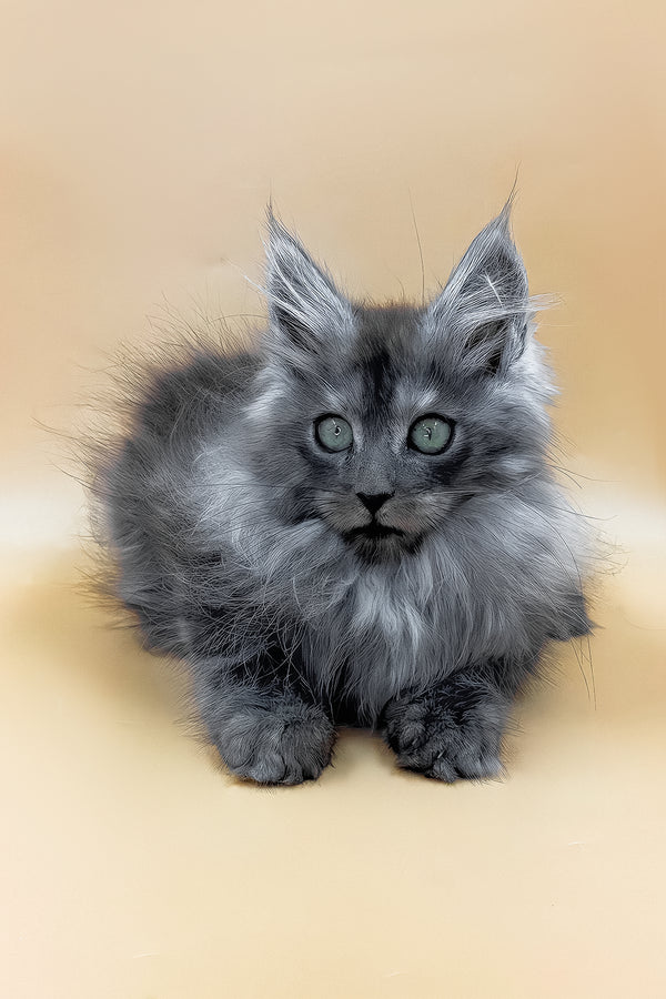 Cameron | Maine Coon Kitten