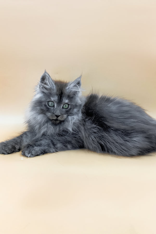 Cameron | Maine Coon Kitten