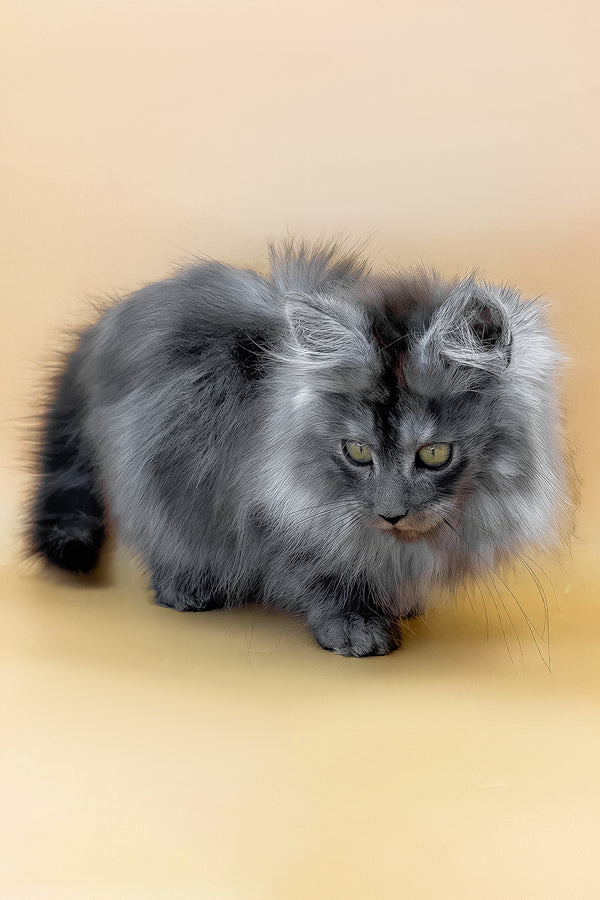 Cameron | Maine Coon Kitten