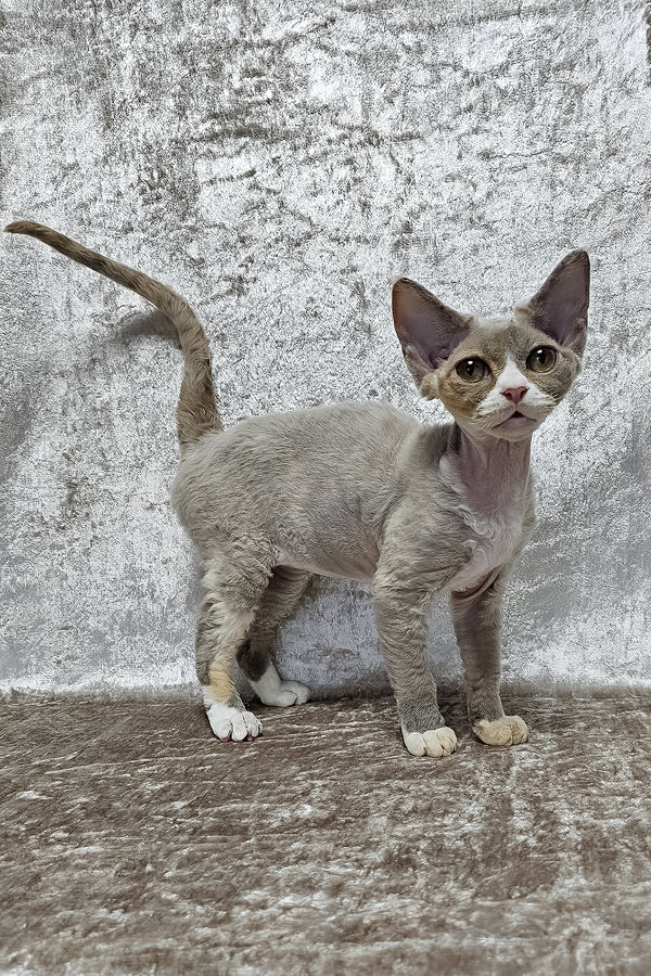 Camila | Devon Rex Kitten