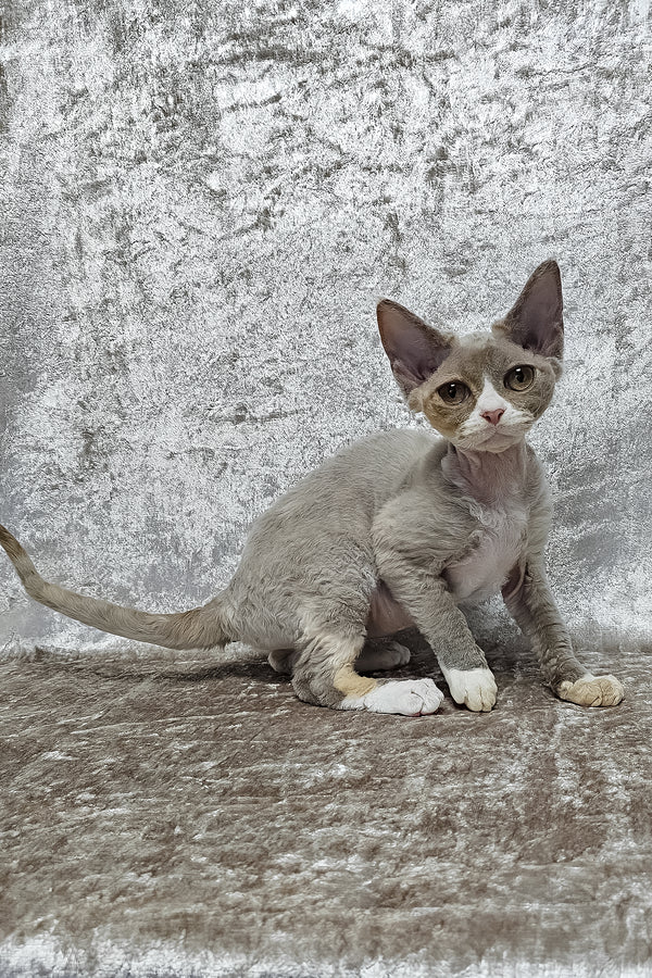Camila | Devon Rex Kitten