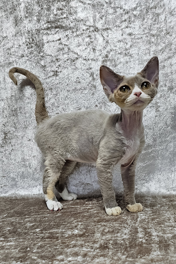 Camila | Devon Rex Kitten