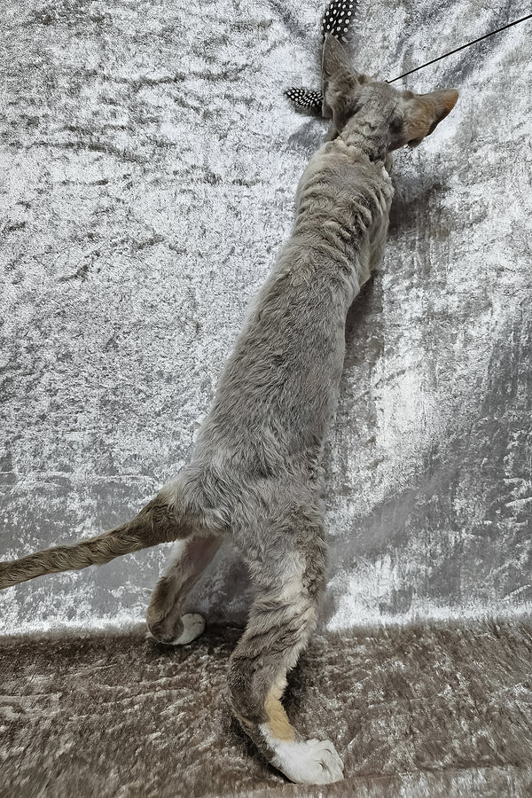 Camila | Devon Rex Kitten