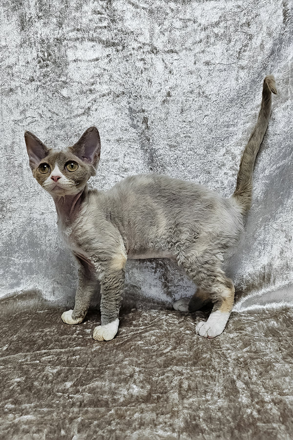 Camila | Devon Rex Kitten