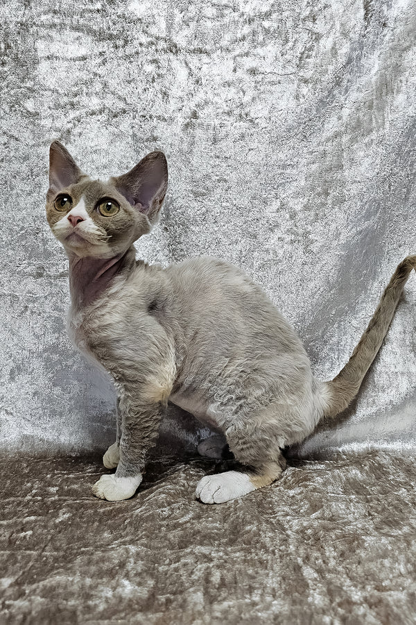 Camila | Devon Rex Kitten