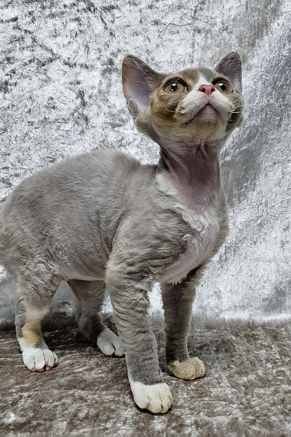 Camila | Devon Rex Kitten