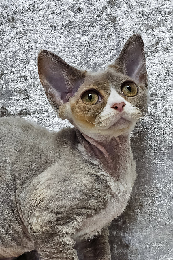 Camila | Devon Rex Kitten
