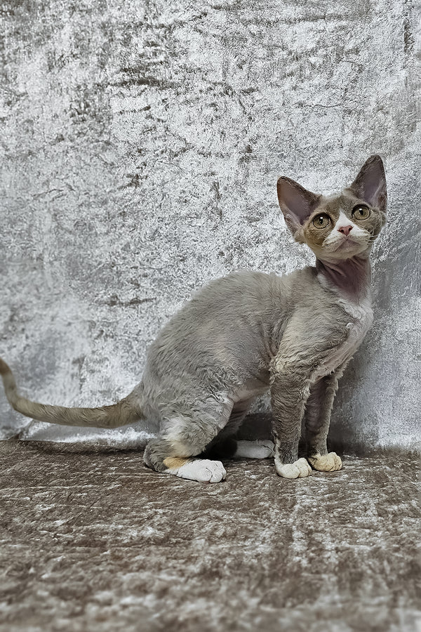 Camila | Devon Rex Kitten