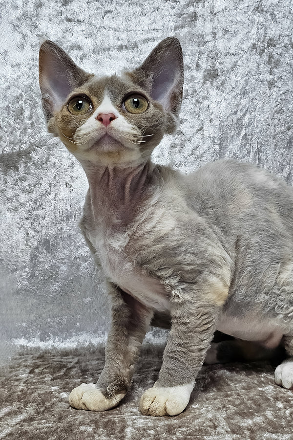 Camila | Devon Rex Kitten