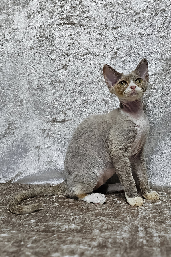 Camila | Devon Rex Kitten