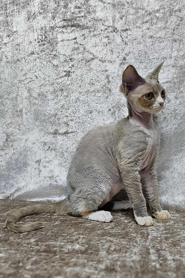Camila | Devon Rex Kitten