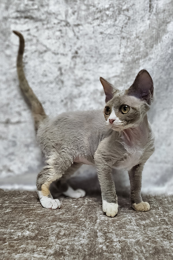 Camila | Devon Rex Kitten