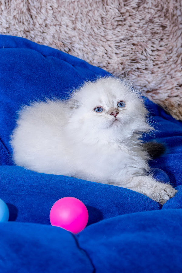 Candy | Scottish Fold Longhair Kitten