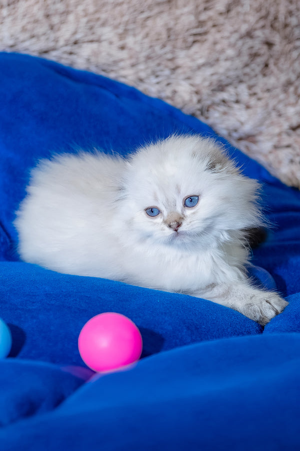 Candy | Scottish Fold Longhair Kitten