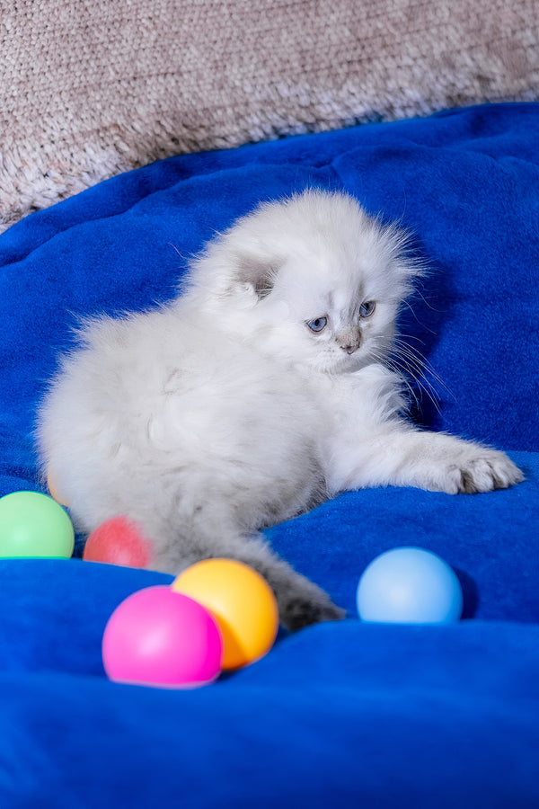 Candy | Scottish Fold Longhair Kitten