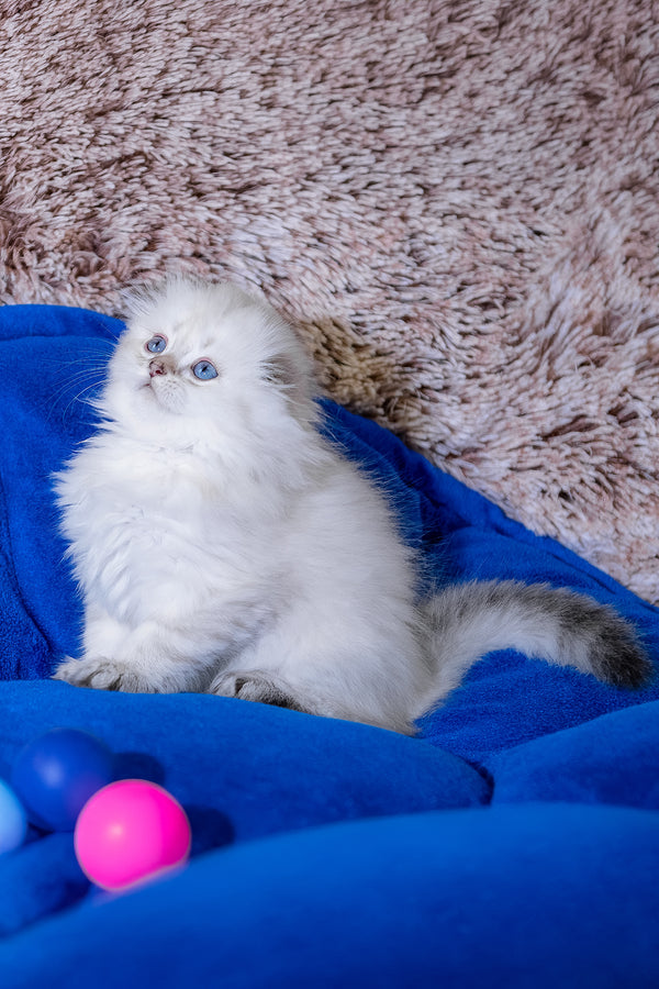 Candy | Scottish Fold Longhair Kitten