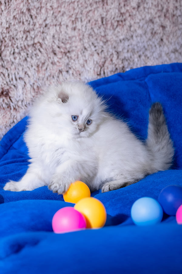 Candy | Scottish Fold Longhair Kitten