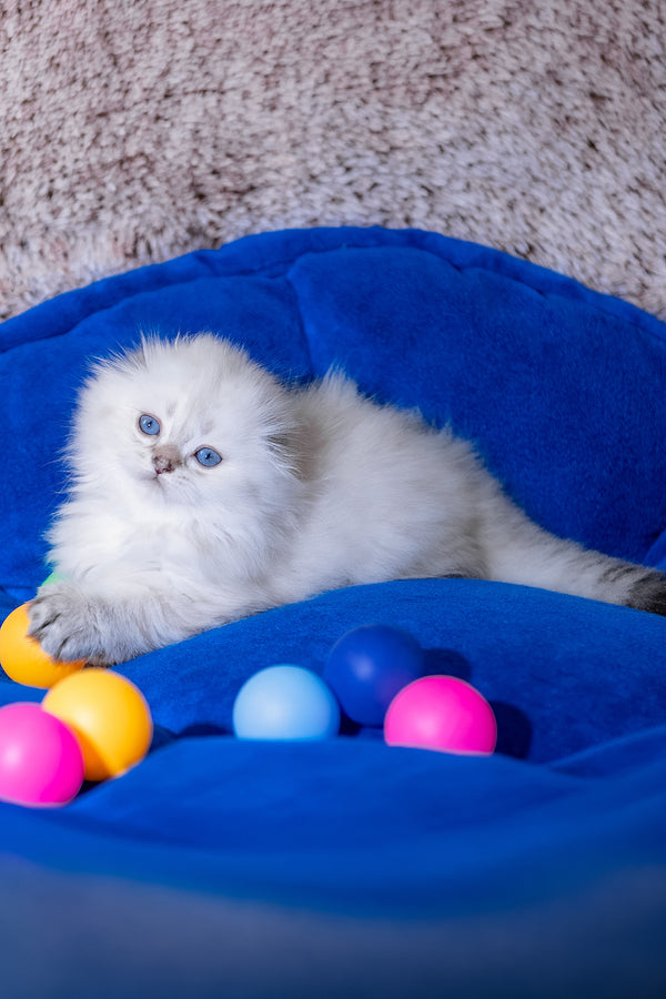 Candy | Scottish Fold Longhair Kitten