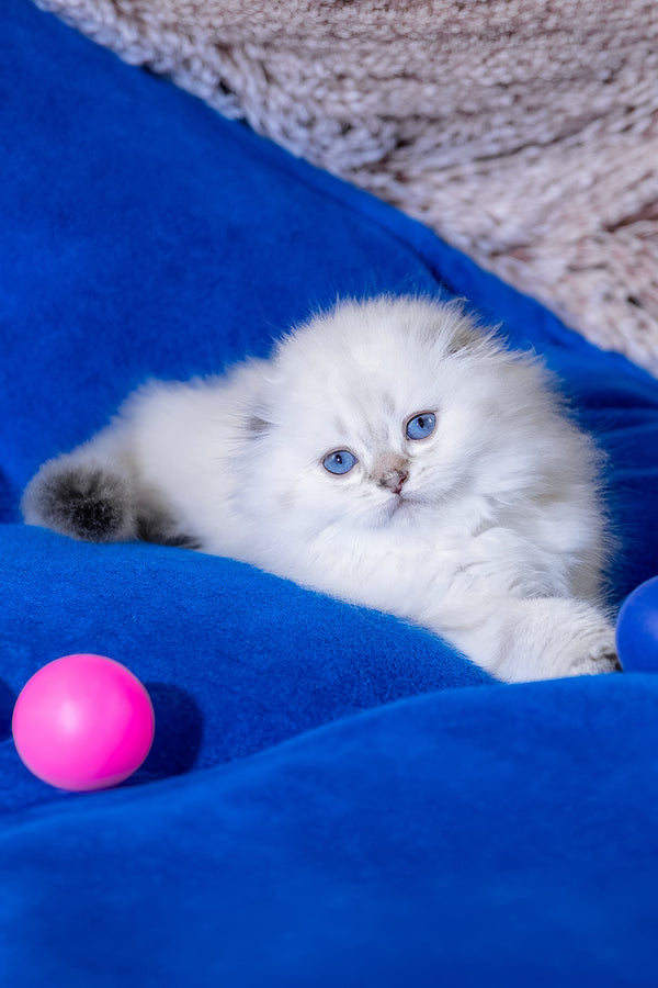 Candy | Scottish Fold Longhair Kitten