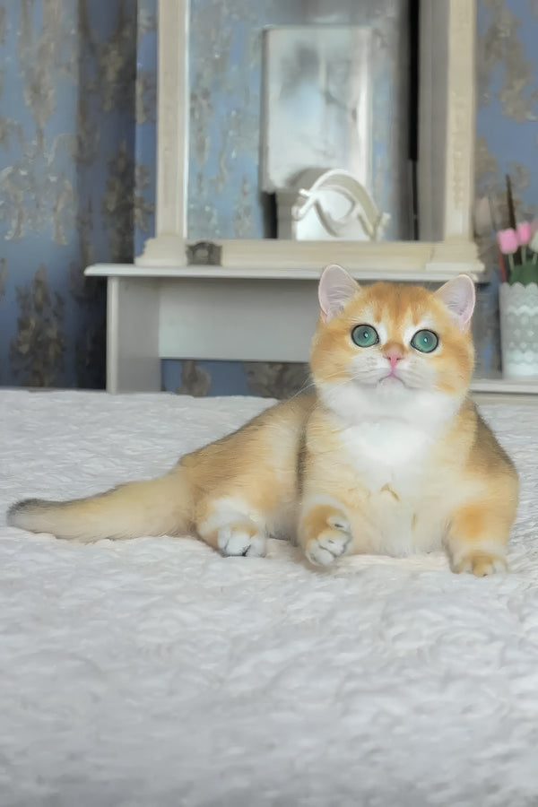Casey | British Shorthair Kitten