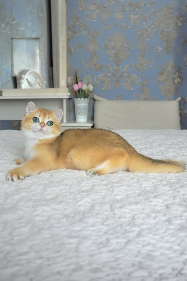 Casey | British Shorthair Kitten
