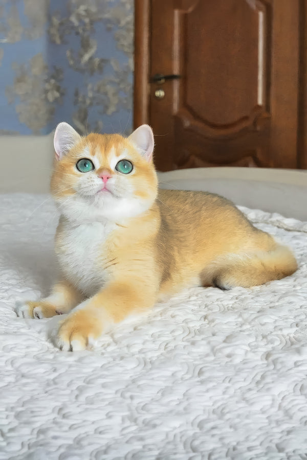 Casey | British Shorthair Kitten