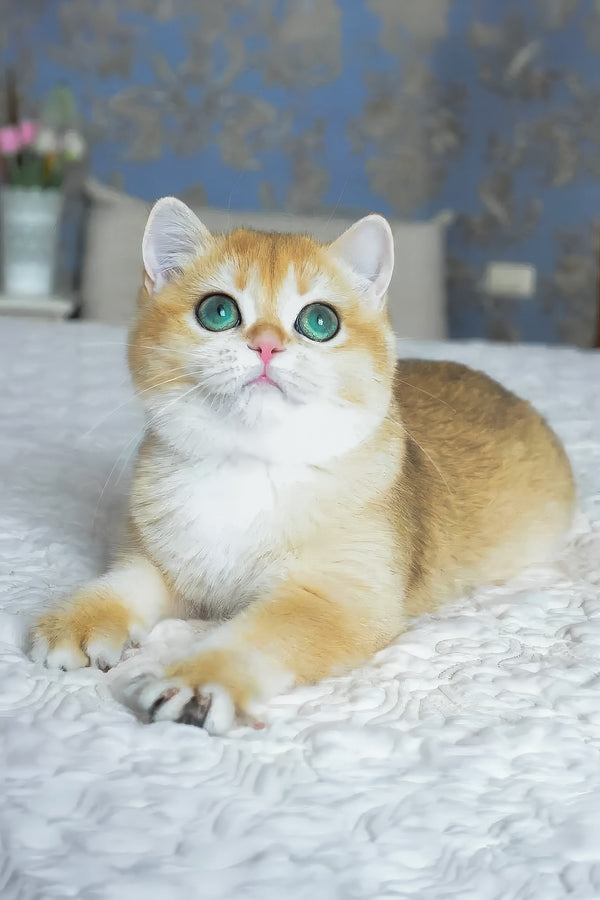 Casey | British Shorthair Kitten