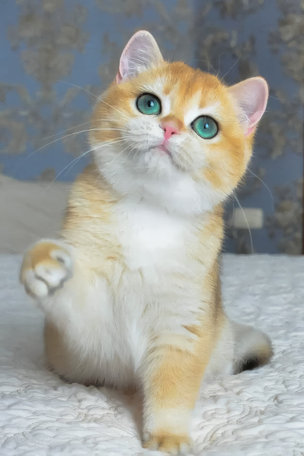 Casey | British Shorthair Kitten