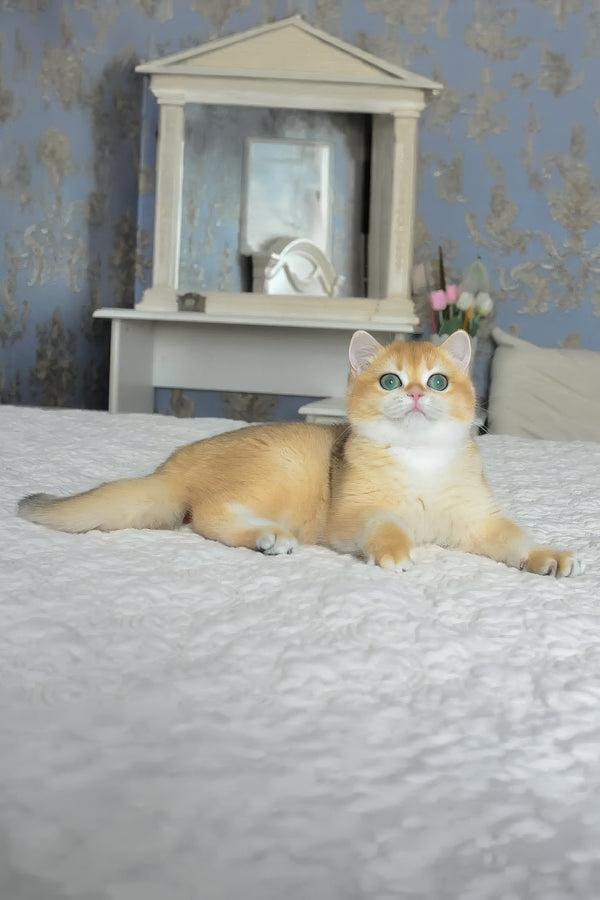 Casey | British Shorthair Kitten