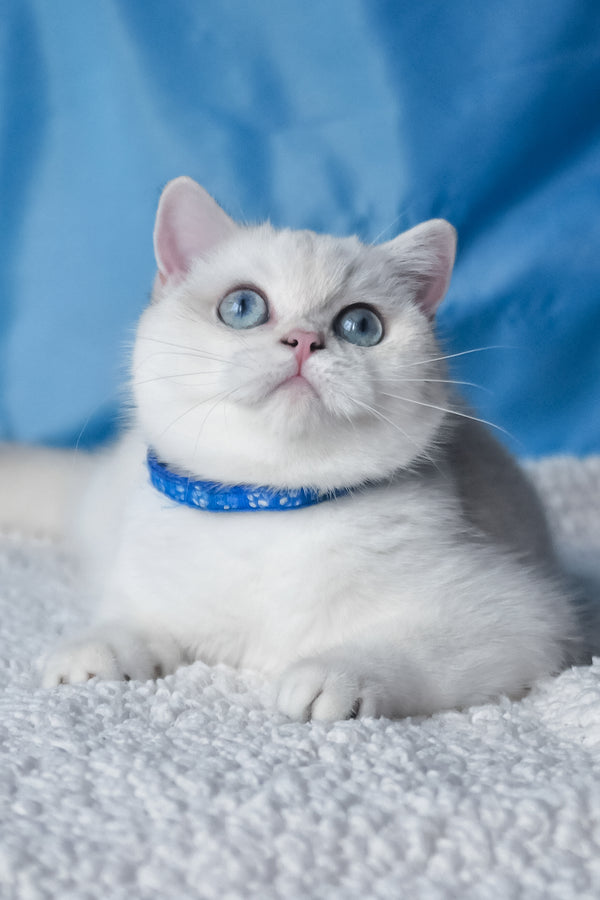 Candy | British Shorthair Kitten