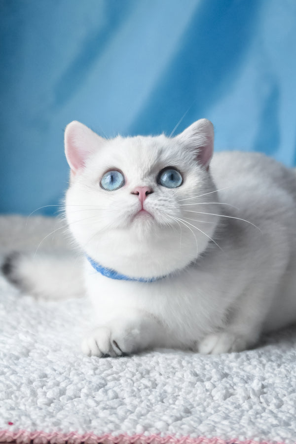 Candy | British Shorthair Kitten