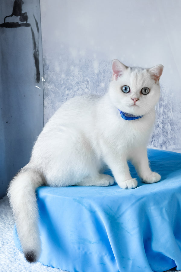 Candy | British Shorthair Kitten