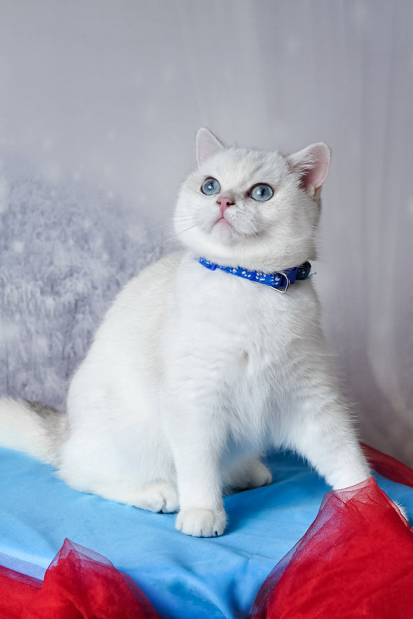 Candy | British Shorthair Kitten