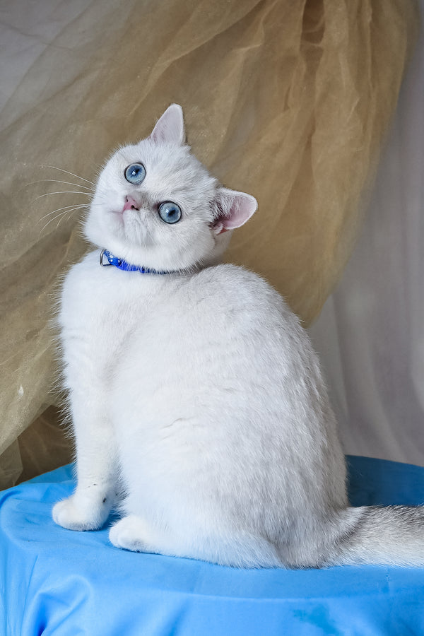 Candy | British Shorthair Kitten