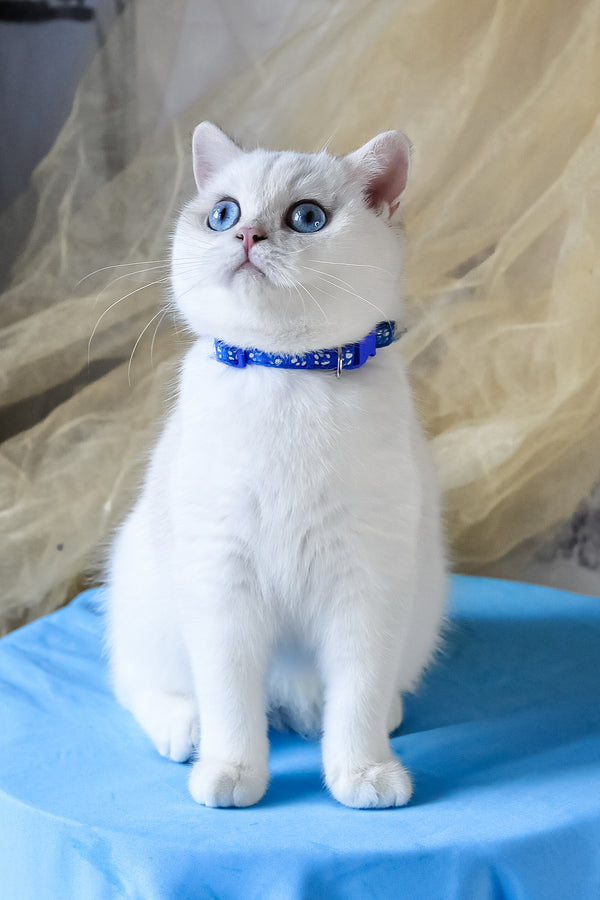Candy | British Shorthair Kitten