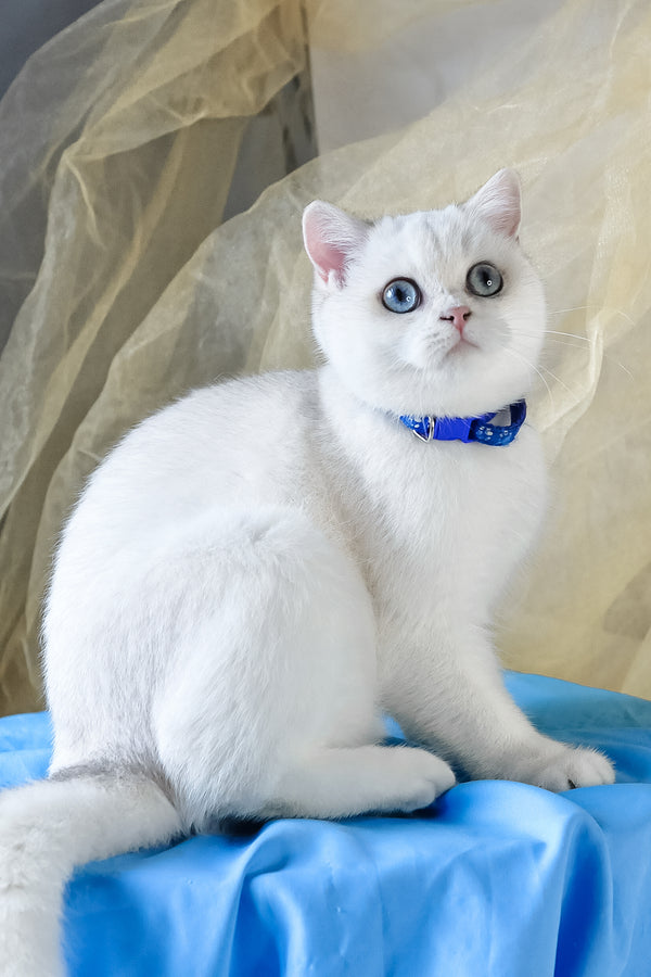 Candy | British Shorthair Kitten