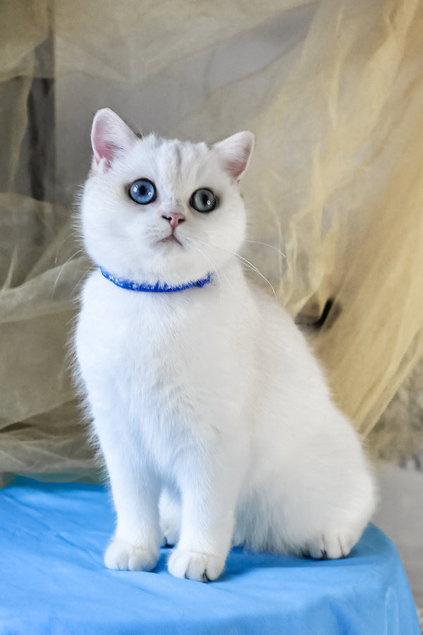 Candy | British Shorthair Kitten