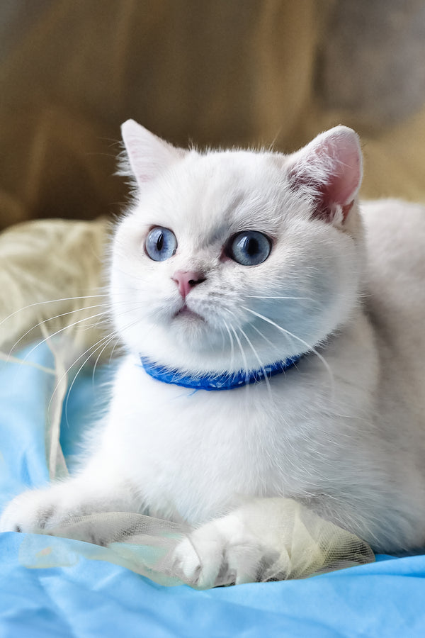 Candy | British Shorthair Kitten