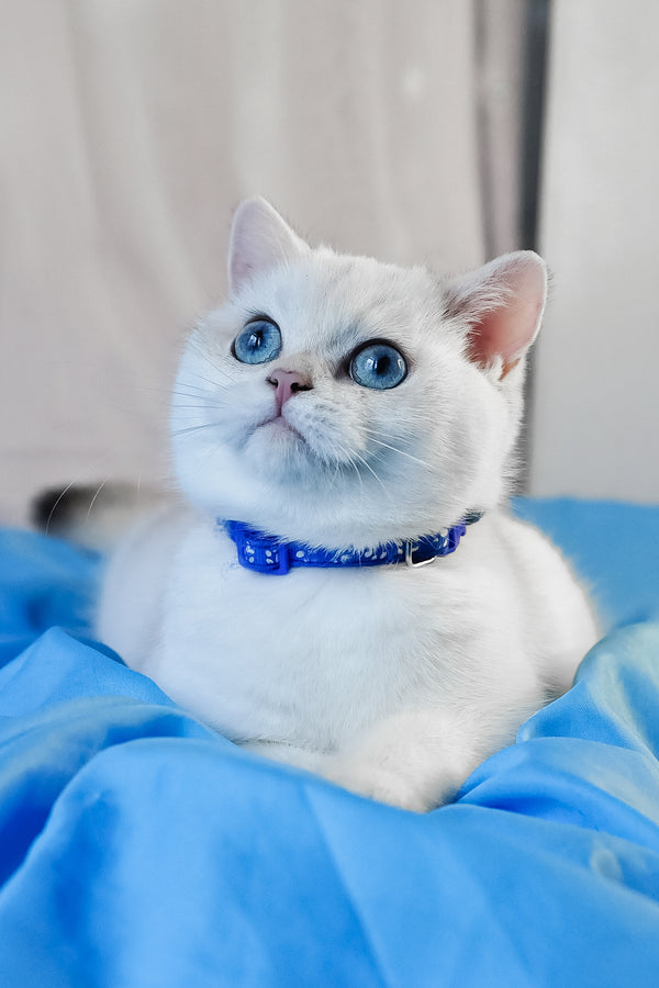 Candy | British Shorthair Kitten