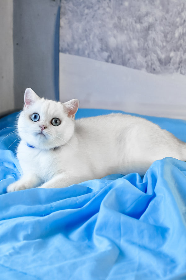 Candy | British Shorthair Kitten