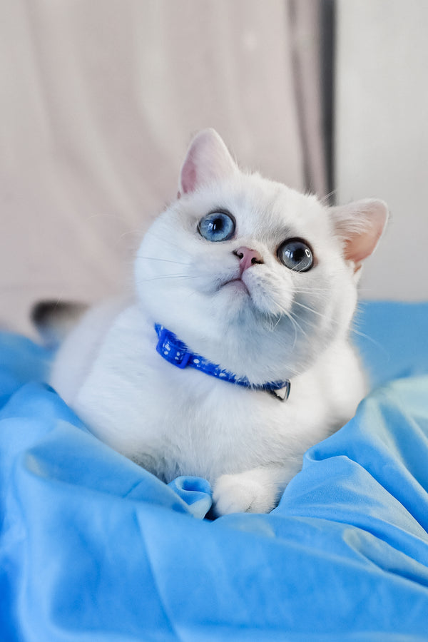 Candy | British Shorthair Kitten