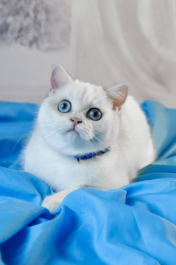 Candy | British Shorthair Kitten