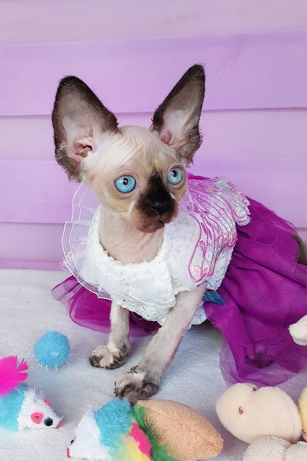 Candy | Canadian Sphynx Kitten