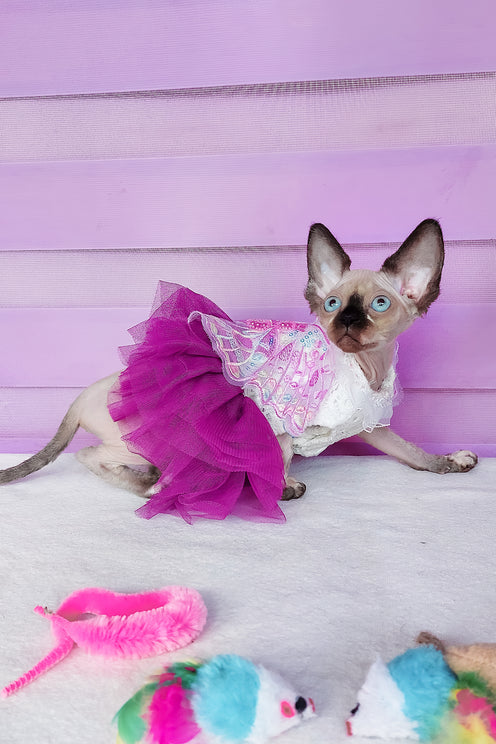 Candy | Canadian Sphynx Kitten