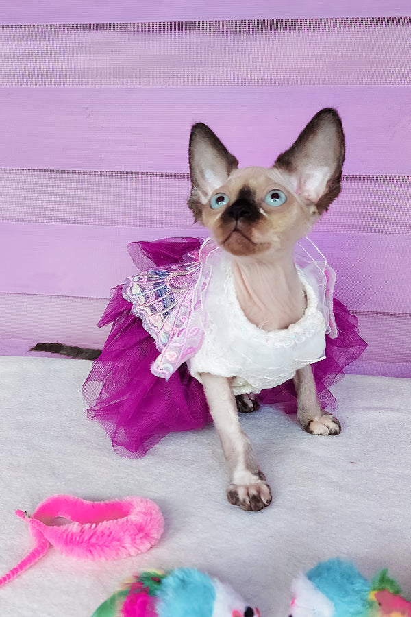 Candy | Canadian Sphynx Kitten