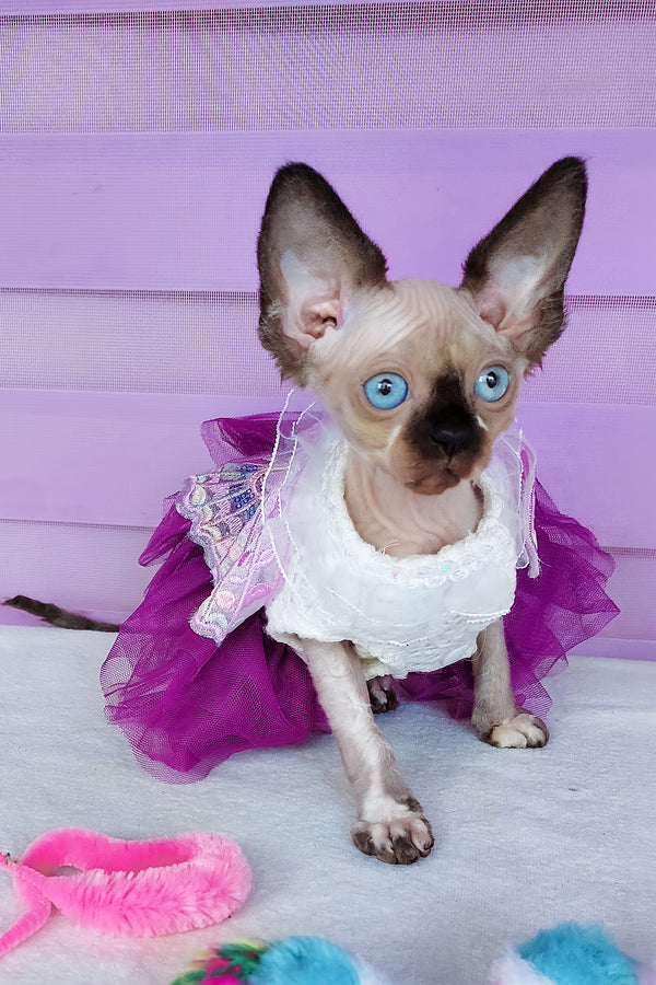 Candy | Canadian Sphynx Kitten