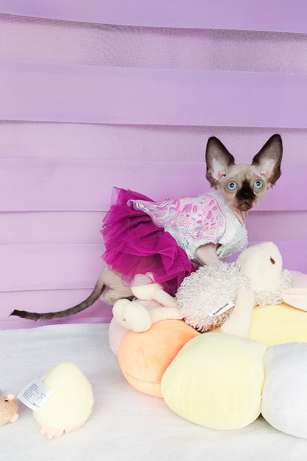 Candy | Canadian Sphynx Kitten