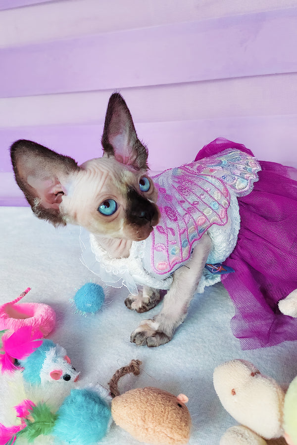 Candy | Canadian Sphynx Kitten