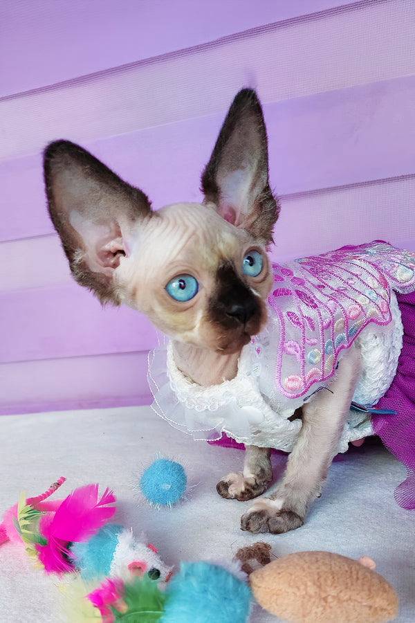 Candy | Canadian Sphynx Kitten